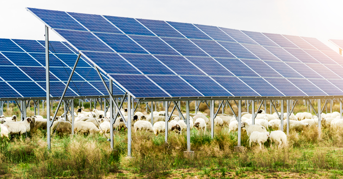 The hidden benefits of solar PV for wildlife